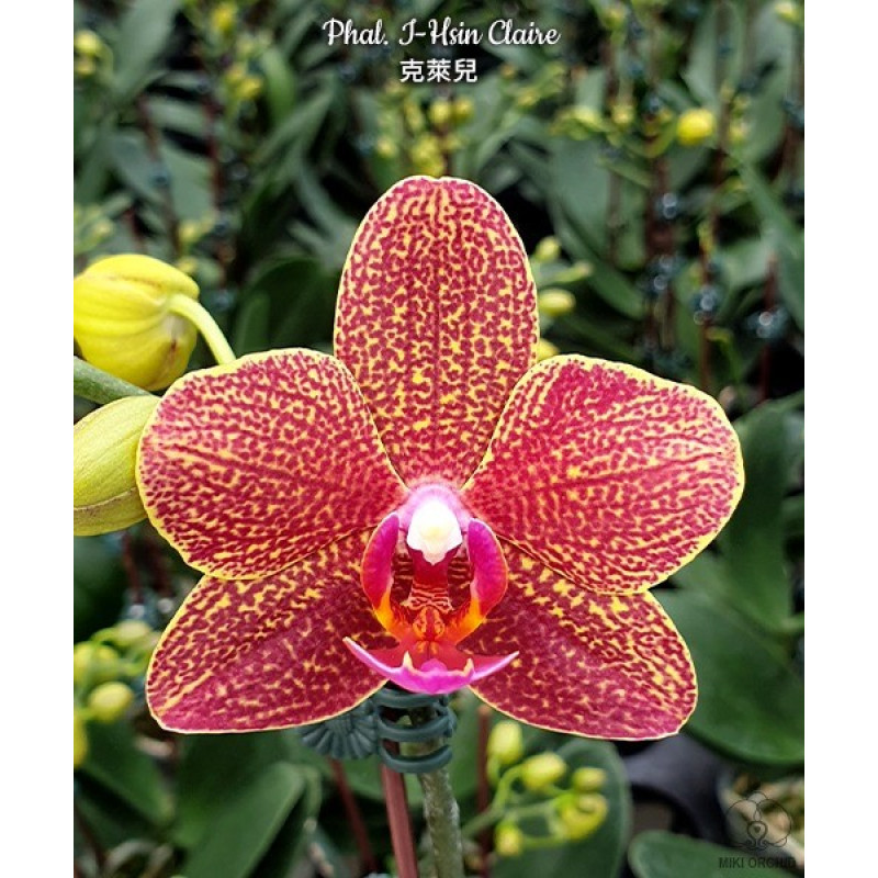 Орхiдея Phal. I-Hsin Claire 2399 - купити, доставка Україна
